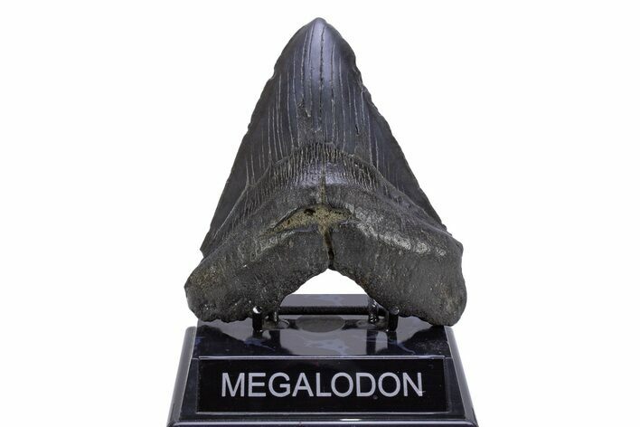 Fossil Megalodon Tooth - South Carolina #306310